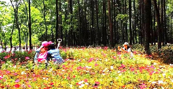 蟠龙花海