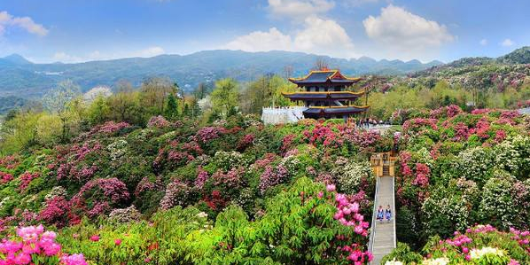 百里杜鹃普低底景区