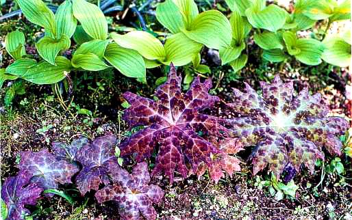 中国科学院华西亚高山植物园