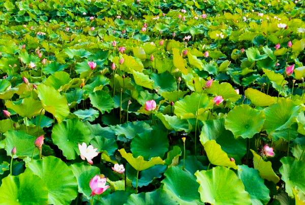 向阳湖两湖美景区