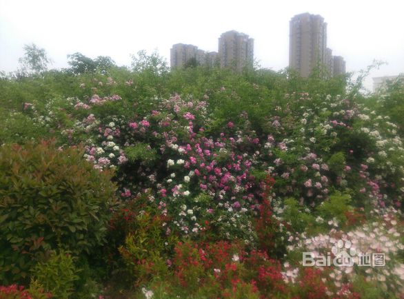 濮阳县植物园