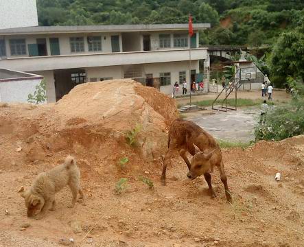 惠州市惠阳区镇隆镇黄洞村