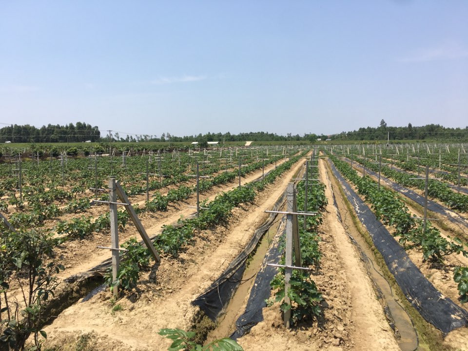 庄赐无花果采摘园