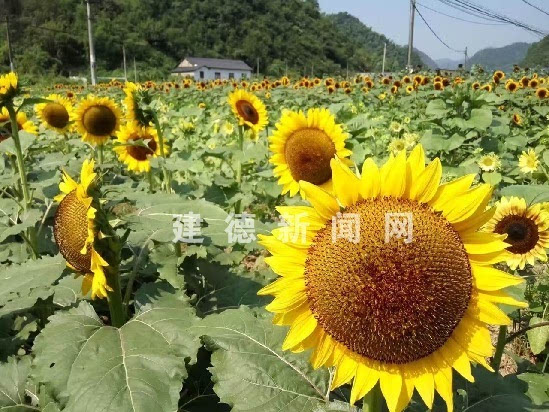 花小学镇