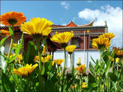 药草台寺