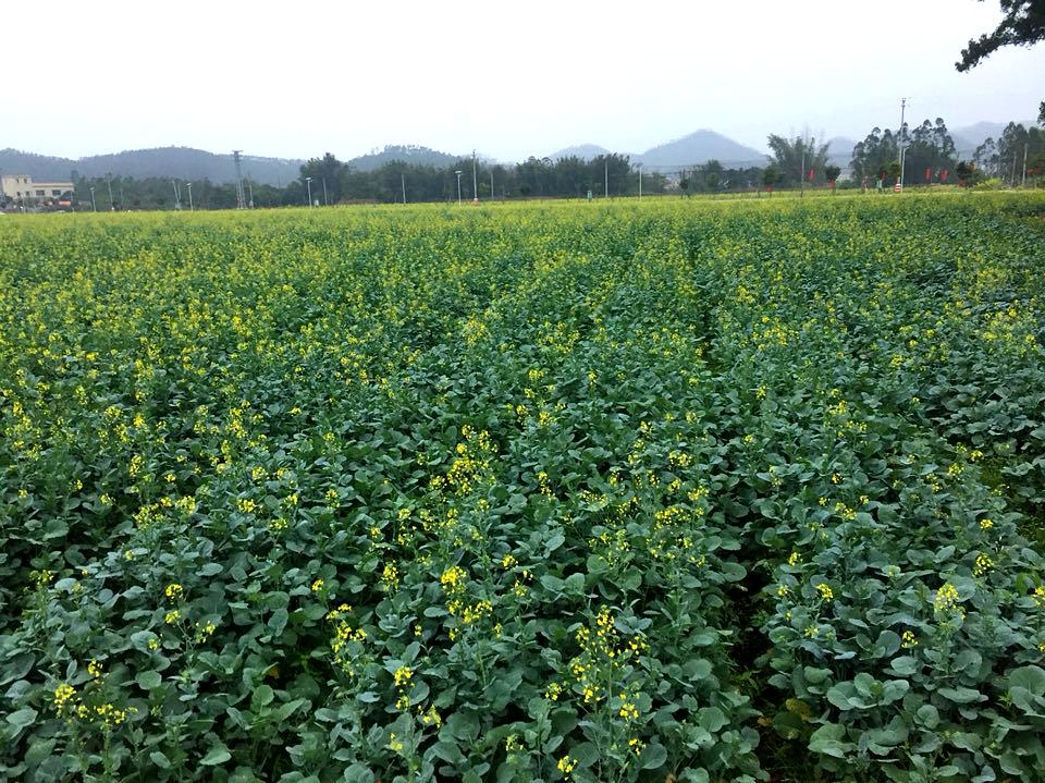 双合油菜花基地