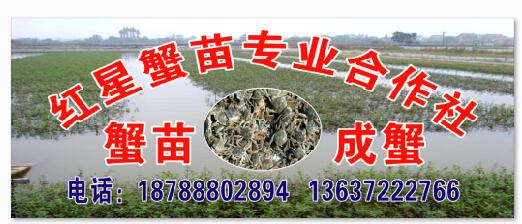 宜城市红星水产养殖专业合作社