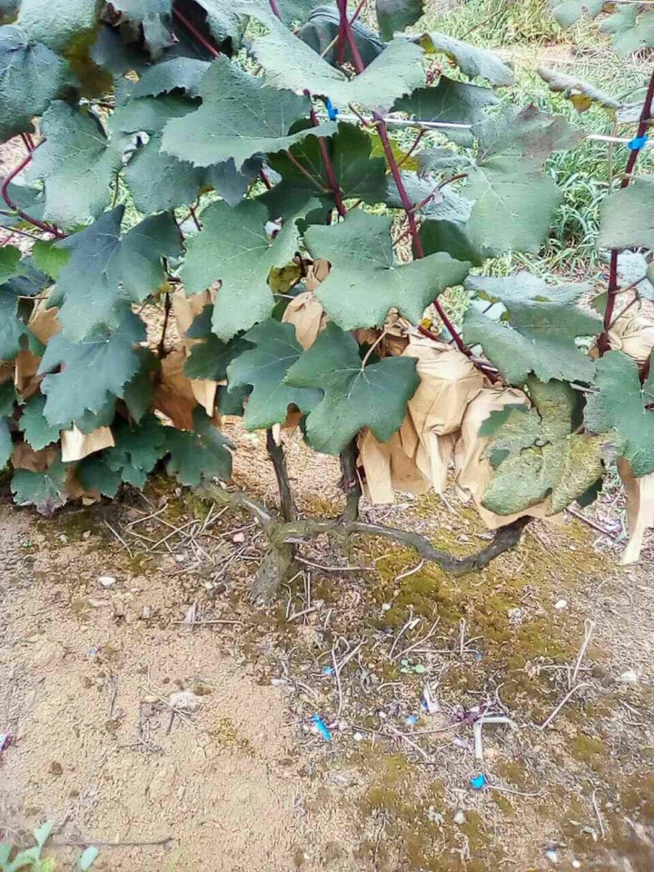 琊陇坝生态盆景园