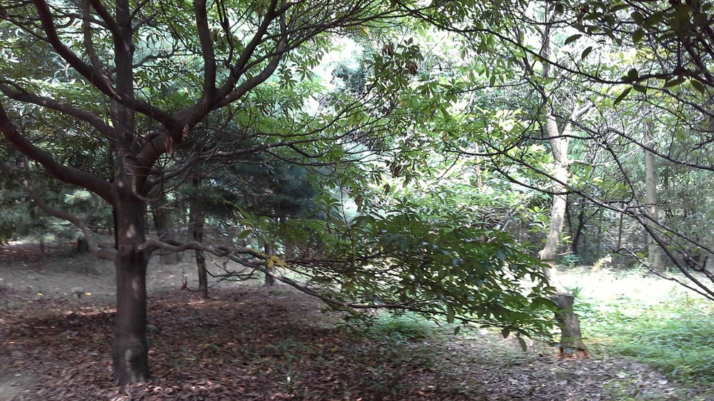 太子坡植物园