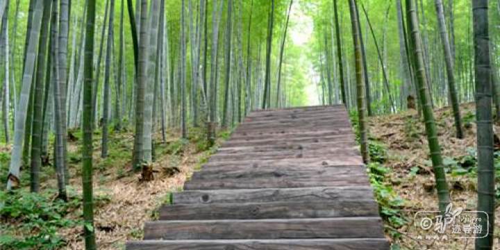 闵园风景-闵园竹海