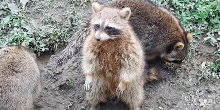 小浣熊