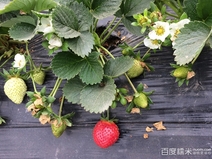 磐石台湾牛奶草莓精致采摘园