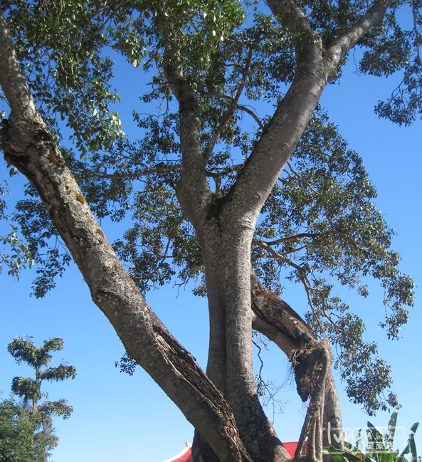 榕树王村