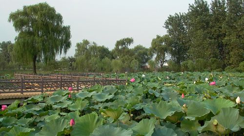 扬州茱萸湾景点介绍图片