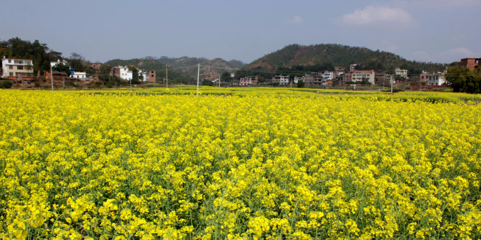 储潭油菜基地