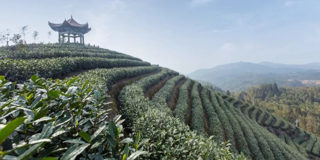 子久文化朝阳山茶叶基地