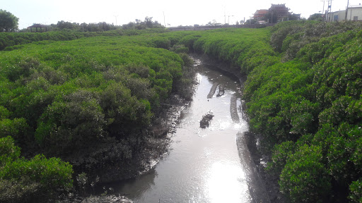 红树林公园