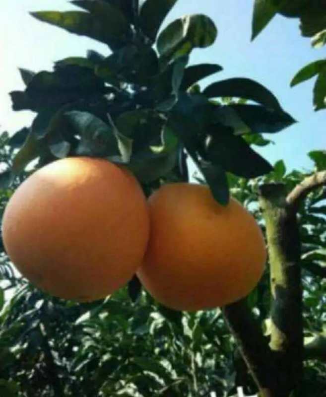简阳市碑垭口黄金柚种植专业合作社