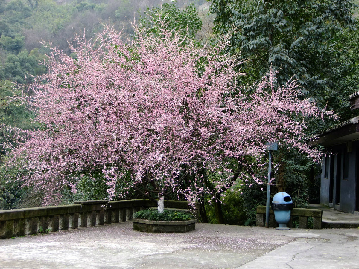 樱花园