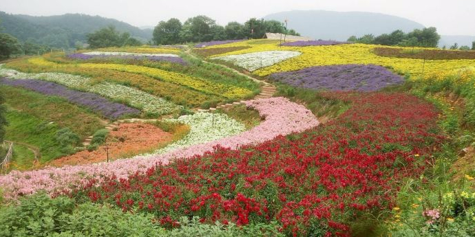 当阳市标签: 风景区 旅游景点  玉泉花海共多少人浏览:3738244  电话