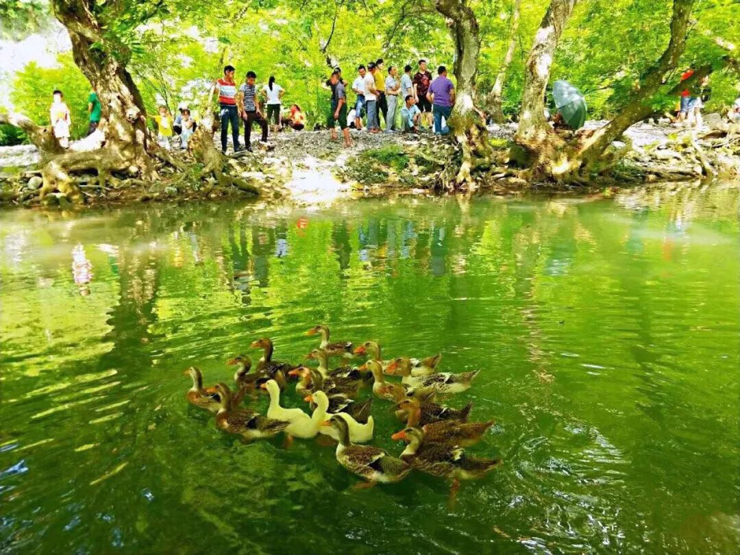 都牙水上森成林风景区