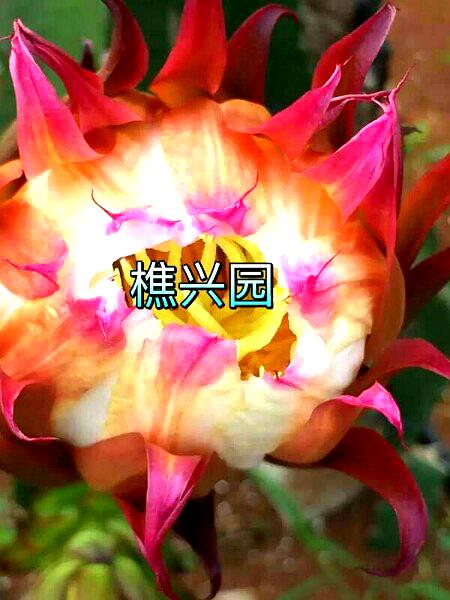 樵兴园一期(西岸风景区)