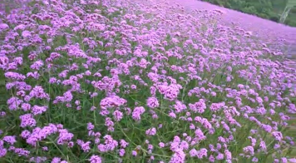 汉唐周庄花海