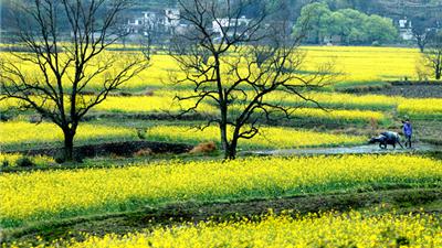 黄山市徽州区零四三村道