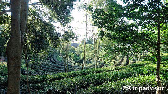 Tea Walkway