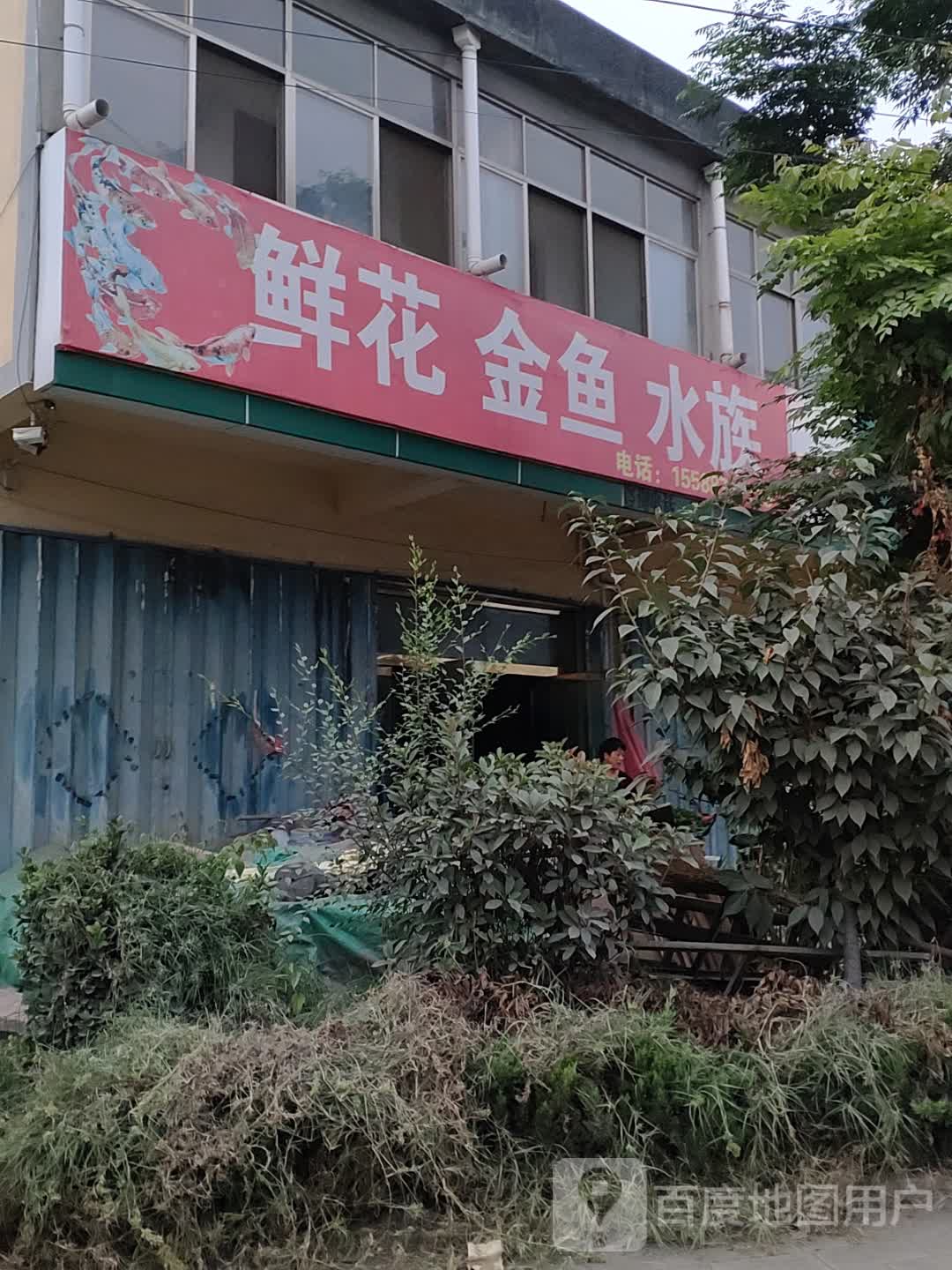宣化金鱼