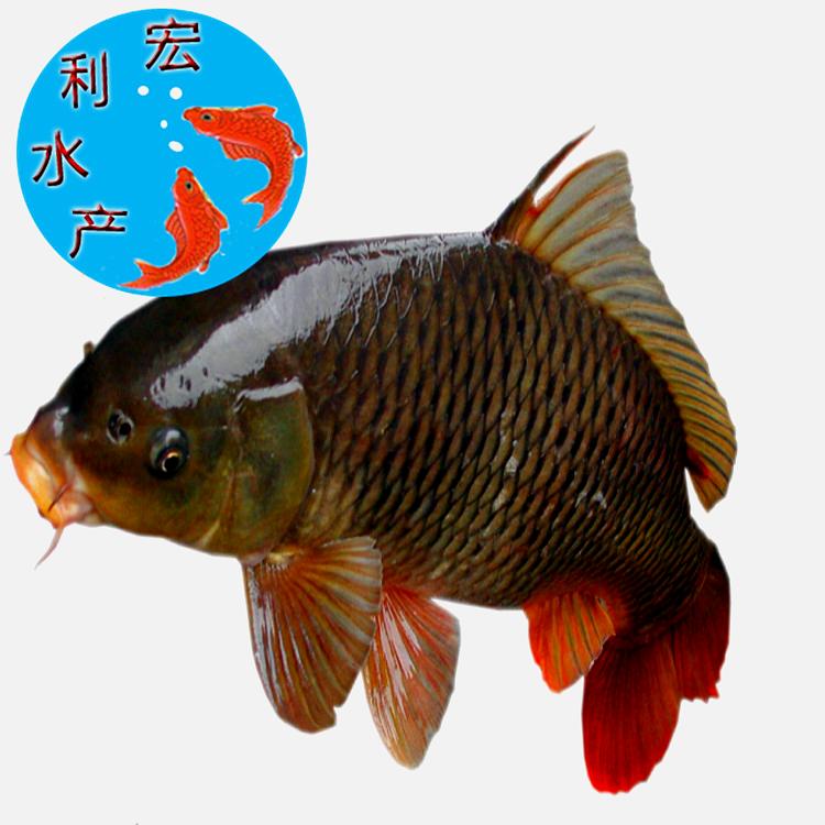 八里鱼香