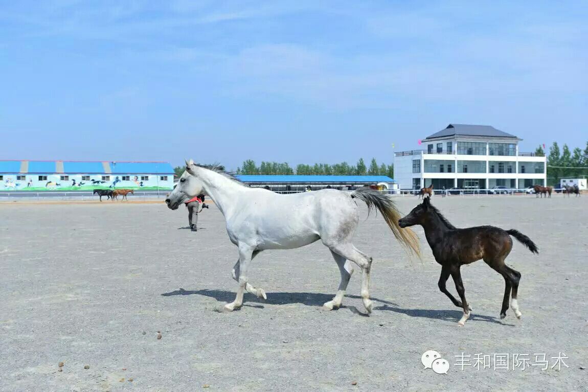 临沂丰和马术马俱部