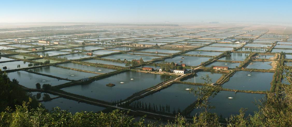 郑州邦众水产养殖专业合作社黄河鲤鱼基地