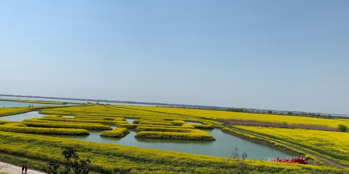 滨湖油菜花海