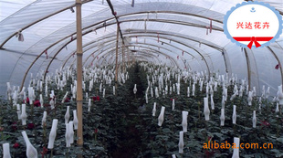兴达鲜花婚庆