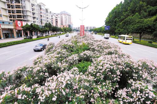 广东省江门市江海区桥右侧蓬苑宾馆后面