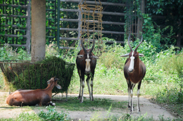 食草动物区-大羚羊