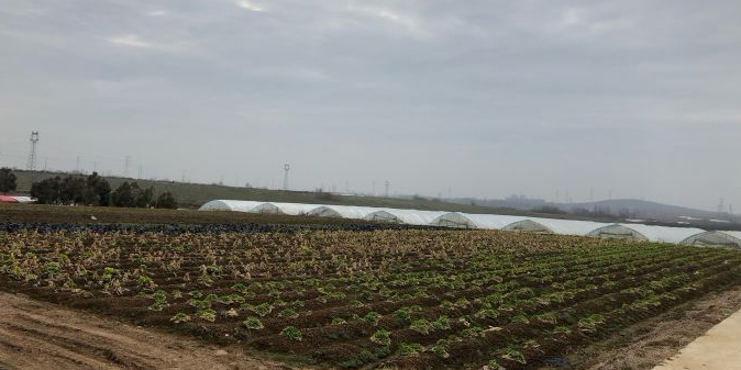 青峰岭草莓园