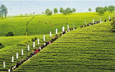 龙王山茶业