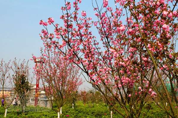 樱花公园