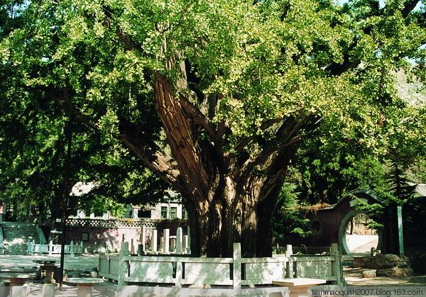 白马寺