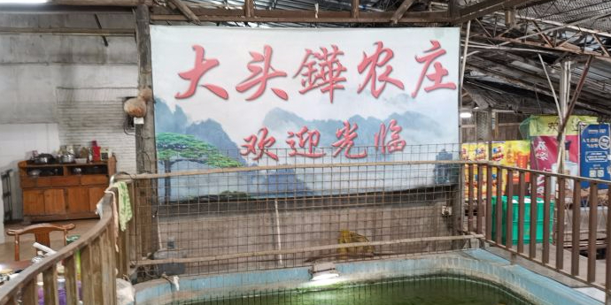 大头铧鱼庄