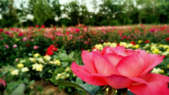 雲岡區標籤: 植物園 旅遊景點 口算植物園共多少人瀏覽:3534648