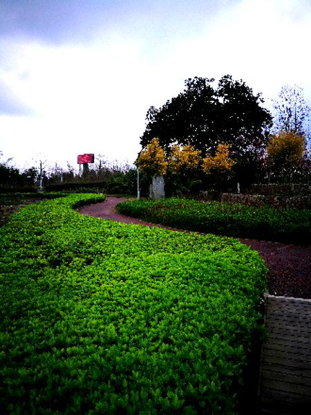 芙蓉长卷药博园