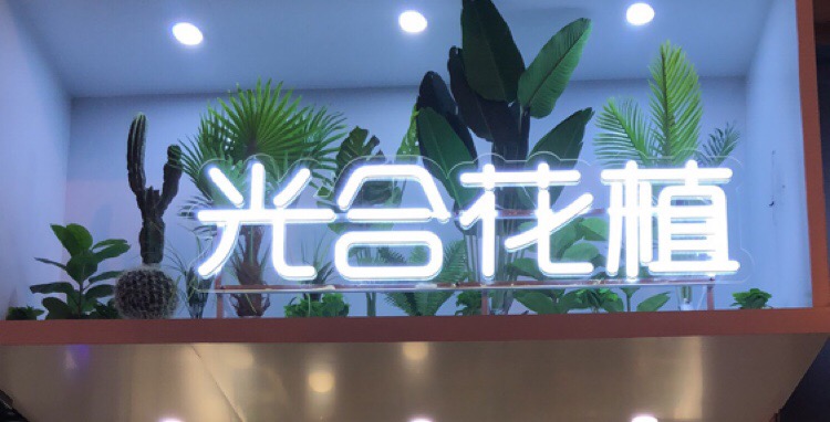 光合花植