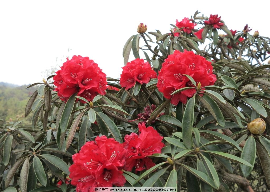 火铺十里杜鹃花风景区