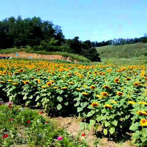 万家坪花