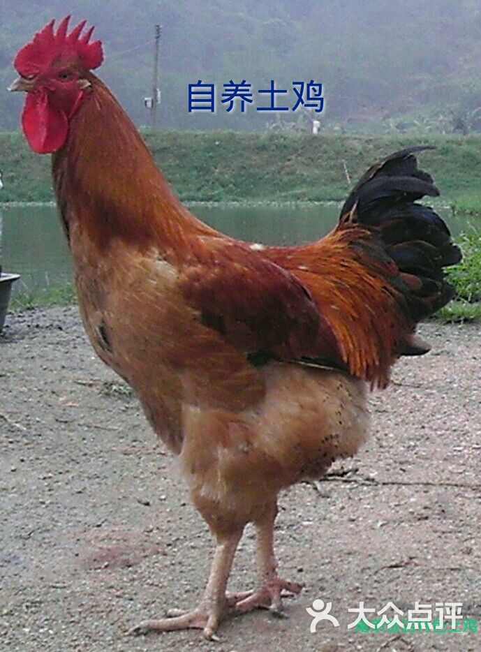 尾弟黄歧山饭店