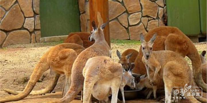 宁波野生动物园-赤大袋鼠