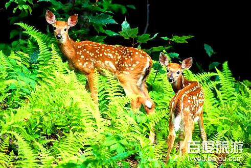 黑河市爱辉区胜山林场附近